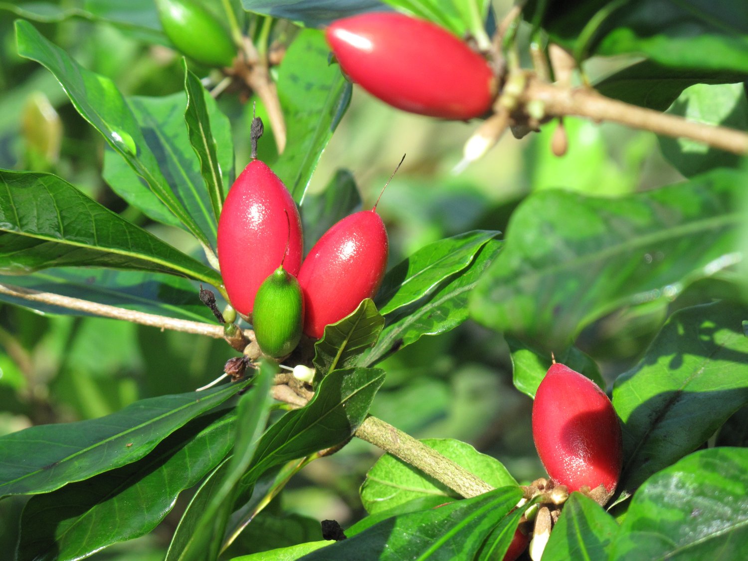 Taste Changes and Miracle Fruit